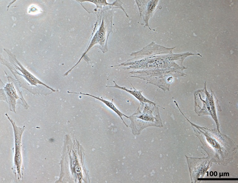 MC-3T3 cell activity assay